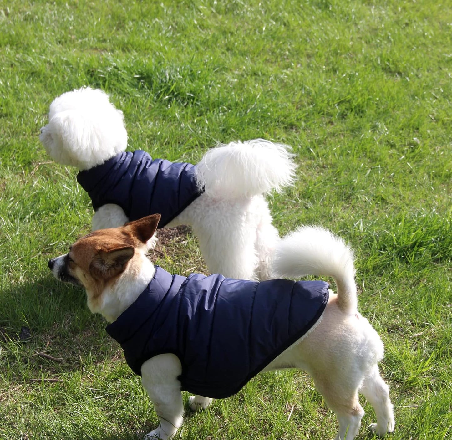 Windproof Dog Jacket for Puppy