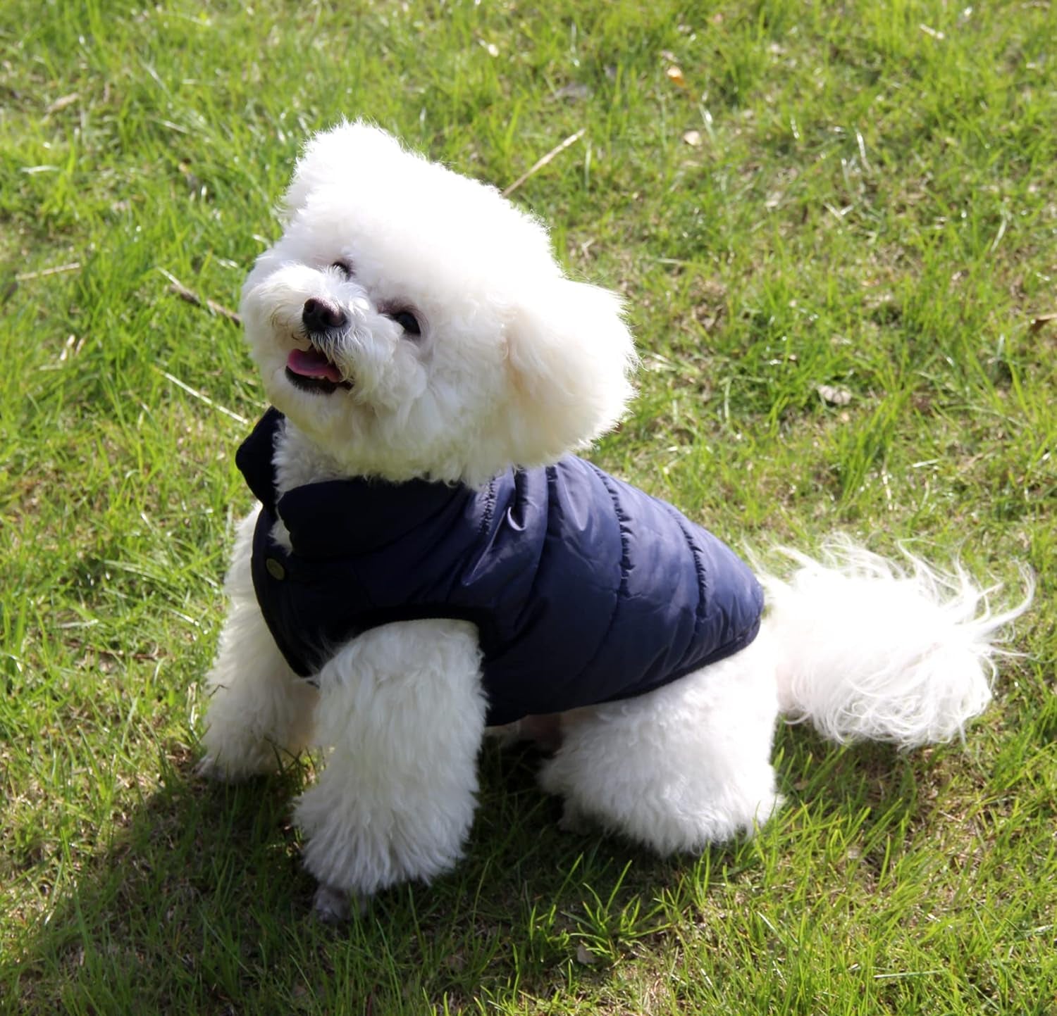 Windproof Dog Jacket for Puppy